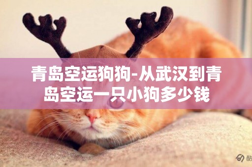 青島空運狗狗-從武漢到青島空運一只小狗多少錢