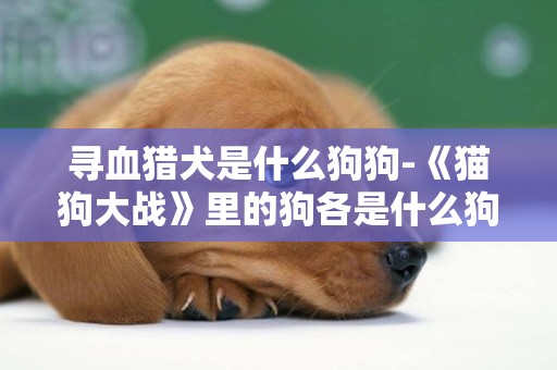 尋血獵犬是什么狗狗-《貓狗大戰》里的狗各是什么狗？