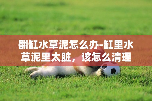 翻缸水草泥怎么辦-缸里水草泥里太臟，該怎么清理