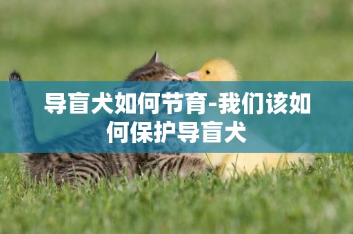 導盲犬如何節育-我們該如何保護導盲犬