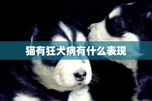 貓有狂犬病有什么表現