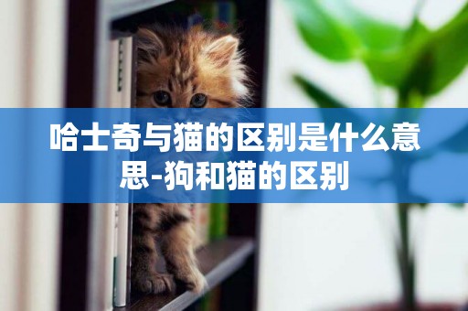哈士奇與貓的區別是什么意思-狗和貓的區別