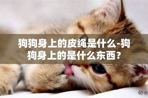 狗狗身上的皮繩是什么-狗狗身上的是什么東西？