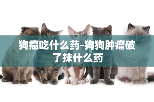 狗癌吃什么藥-狗狗腫瘤破了抹什么藥