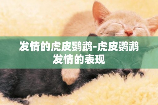 發情的虎皮鸚鵡-虎皮鸚鵡發情的表現