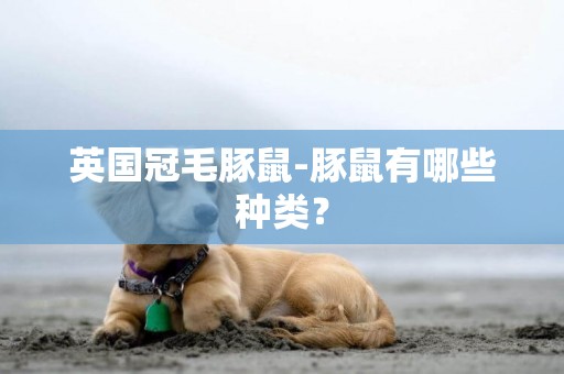 英國冠毛豚鼠-豚鼠有哪些種類？