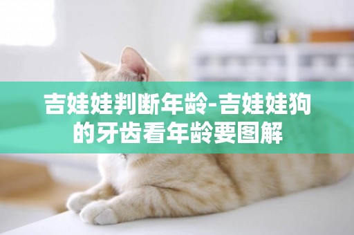 吉娃娃判斷年齡-吉娃娃狗的牙齒看年齡要圖解