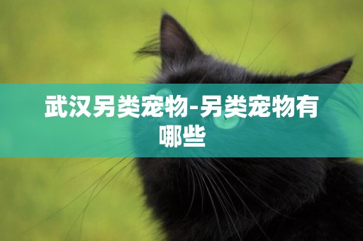 武漢另類寵物-另類寵物有哪些