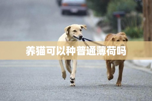 養貓可以種普通薄荷嗎