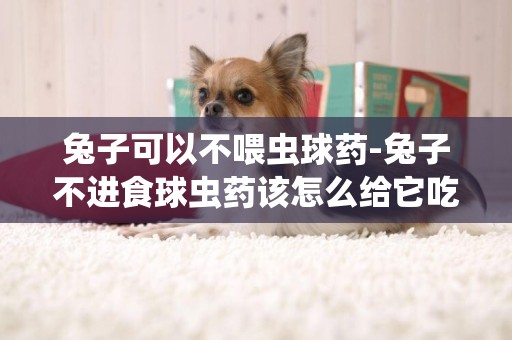 兔子可以不喂蟲球藥-兔子不進食球蟲藥該怎么給它吃