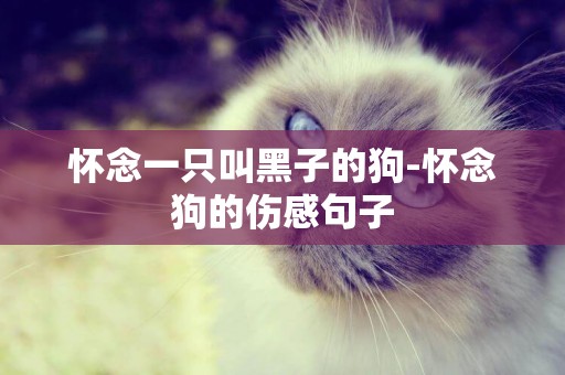 懷念一只叫黑子的狗-懷念狗的傷感句子