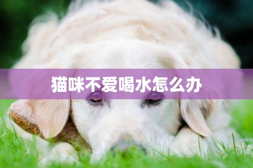 貓咪不愛喝水怎么辦