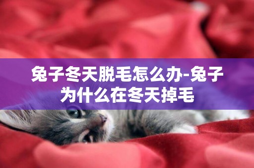 兔子冬天脫毛怎么辦-兔子為什么在冬天掉毛