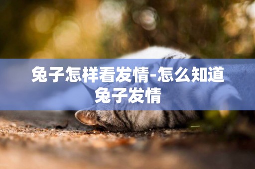 兔子怎樣看發情-怎么知道兔子發情