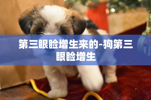 第三眼瞼增生來的-狗第三眼瞼增生