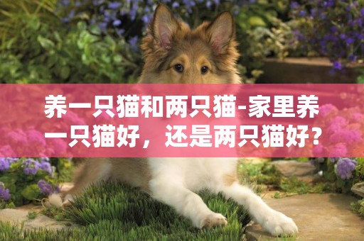 養一只貓和兩只貓-家里養一只貓好，還是兩只貓好？