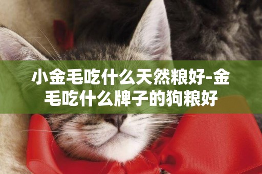 小金毛吃什么天然糧好-金毛吃什么牌子的狗糧好