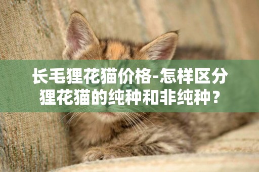 長毛貍花貓價格-怎樣區分貍花貓的純種和非純種？