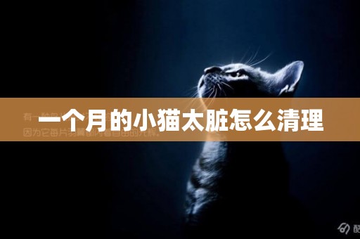 一個月的小貓太臟怎么清理