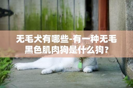 無毛犬有哪些-有一種無毛黑色肌肉狗是什么狗？
