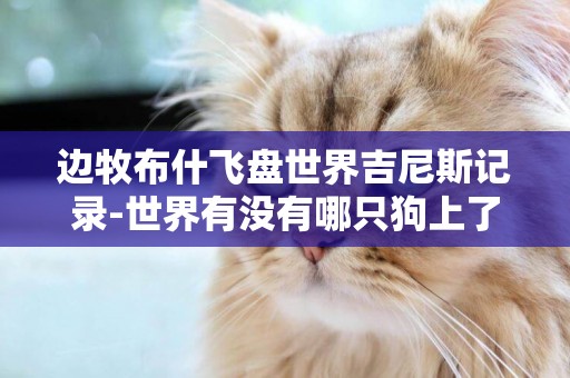 邊牧布什飛盤世界吉尼斯記錄-世界有沒有哪只狗上了吉尼斯記錄?
