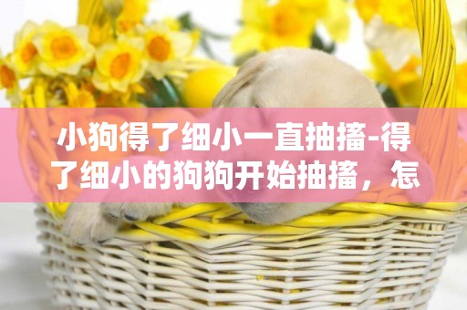 小狗得了細小一直抽搐-得了細小的狗狗開始抽搐，怎么辦