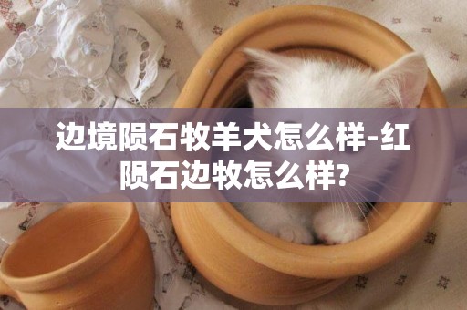 邊境隕石牧羊犬怎么樣-紅隕石邊牧怎么樣?