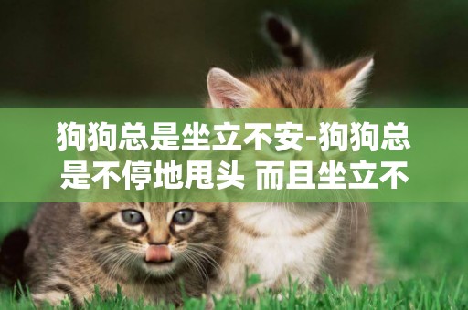 狗狗總是坐立不安-狗狗總是不停地甩頭 而且坐立不安