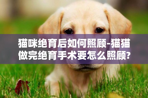 貓咪絕育后如何照顧-貓貓做完絕育手術要怎么照顧?