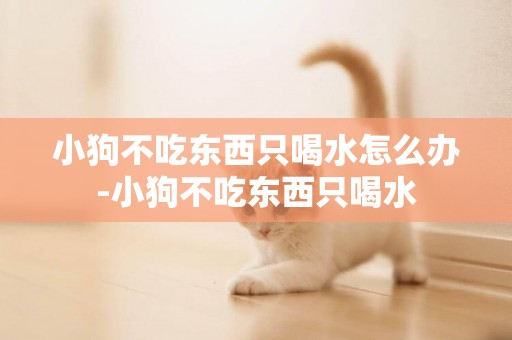 小狗不吃東西只喝水怎么辦-小狗不吃東西只喝水