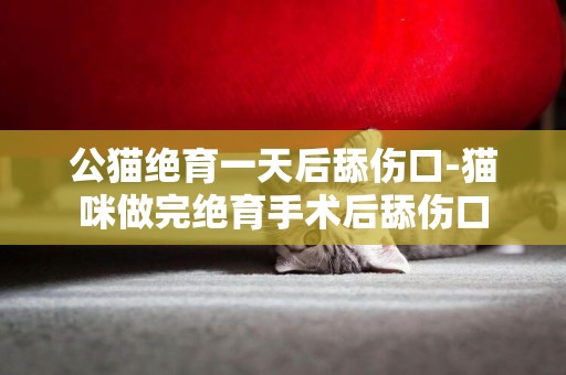 公貓絕育一天后舔傷口-貓咪做完絕育手術后舔傷口