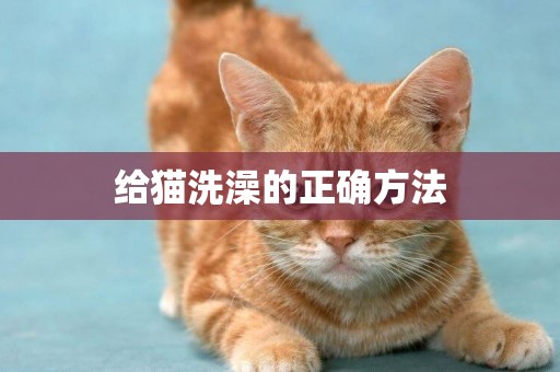 給貓洗澡的正確方法