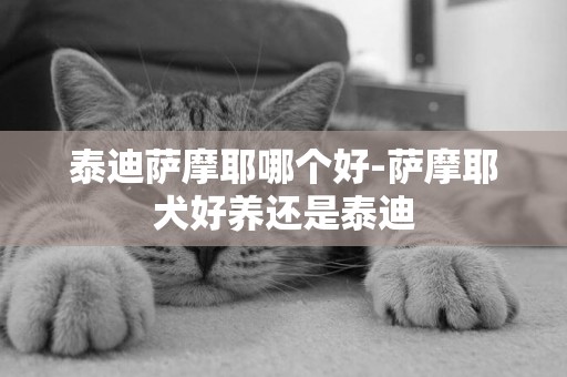 泰迪薩摩耶哪個好-薩摩耶犬好養還是泰迪