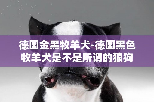 德國金黑牧羊犬-德國黑色牧羊犬是不是所謂的狼狗