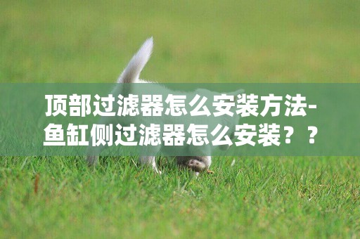 頂部過濾器怎么安裝方法-魚缸側過濾器怎么安裝？？？？