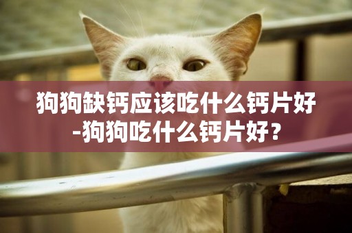 狗狗缺鈣應該吃什么鈣片好-狗狗吃什么鈣片好？