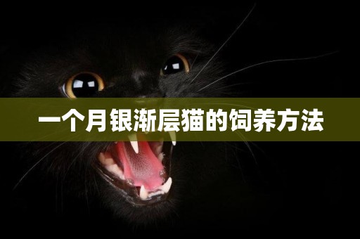 一個月銀漸層貓的飼養方法