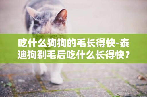 吃什么狗狗的毛長得快-泰迪狗剃毛后吃什么長得快？
