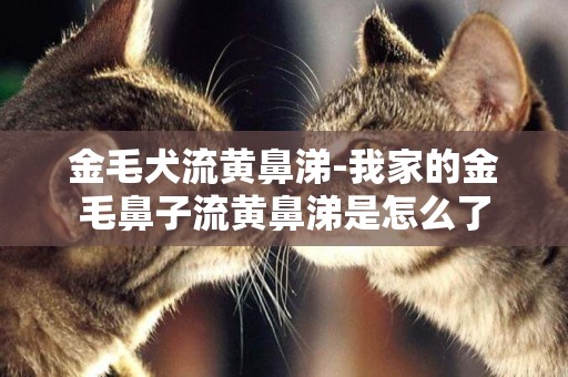金毛犬流黃鼻涕-我家的金毛鼻子流黃鼻涕是怎么了