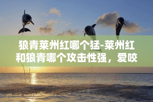 狼青萊州紅哪個猛-萊州紅和狼青哪個攻擊性強，愛咬人。