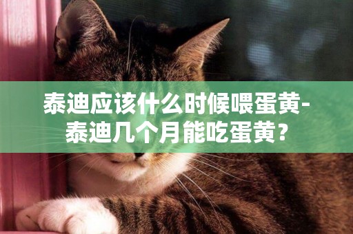 泰迪應該什么時候喂蛋黃-泰迪幾個月能吃蛋黃？