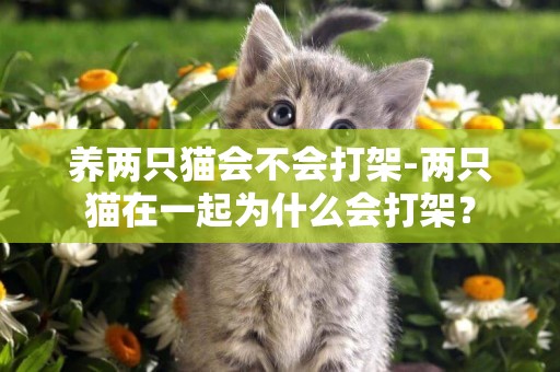養兩只貓會不會打架-兩只貓在一起為什么會打架？