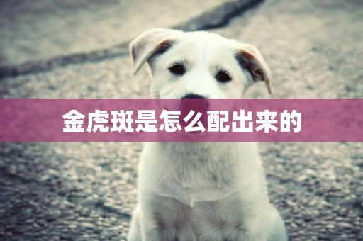 金虎斑是怎么配出來的