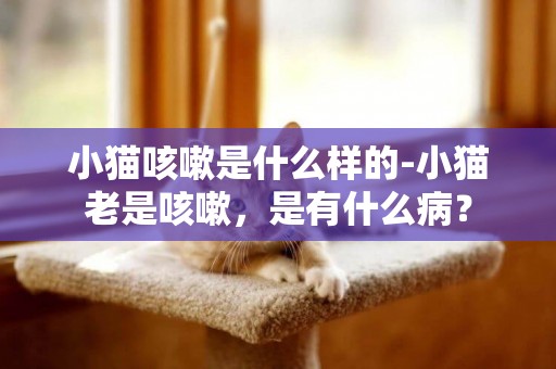 小貓咳嗽是什么樣的-小貓老是咳嗽，是有什么病？