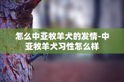 怎么中亞牧羊犬的發情-中亞牧羊犬習性怎么樣