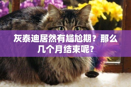 灰泰迪居然有尷尬期？那么幾個月結束呢？