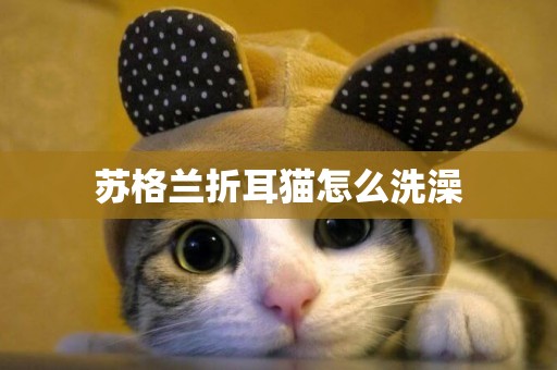 蘇格蘭折耳貓怎么洗澡