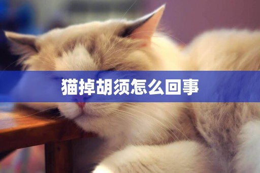 貓掉胡須怎么回事