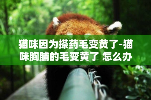 貓咪因為搽藥毛變黃了-貓咪胸脯的毛變黃了 怎么辦
