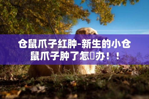 倉鼠爪子紅腫-新生的小倉鼠爪子腫了怎麼辦！！